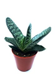 Kaktüs Sukulent Bitkisi 5.5 Cm Saksıda Succulent