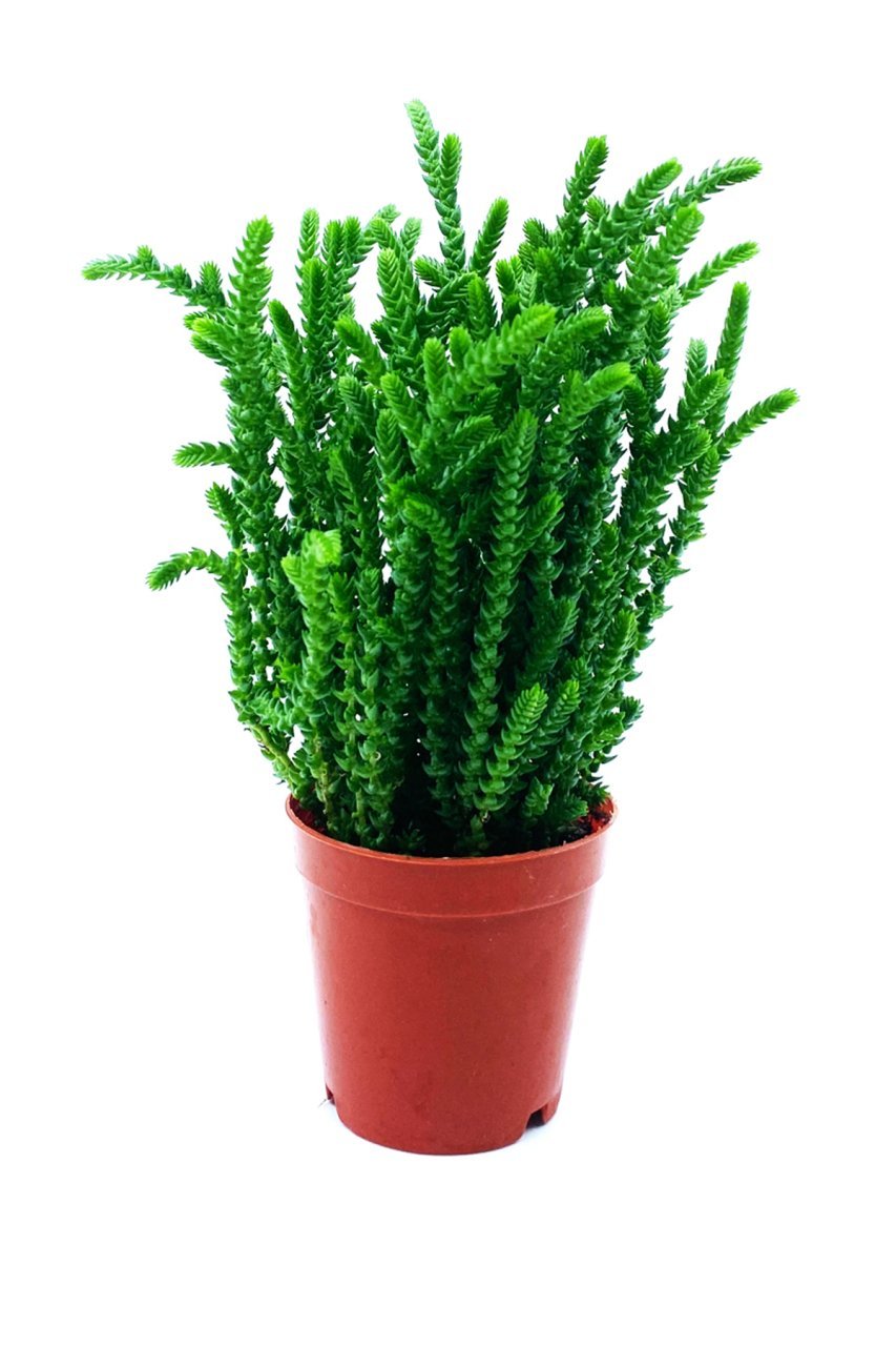 Crassula Muscosa Watch Succulent Prenses Çamı Sukulent Bitkisi