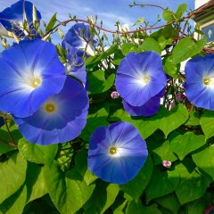 Mavi Sarmaşık Çiçeği Tohumu-30 Adet