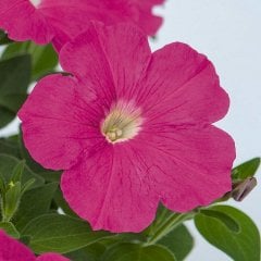 Mix Petunya Çiçeği Tohumu-50 Adet (Orjinal Paket)
