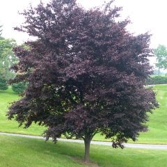 Saksılı Prunus Süs Eriği Ağacı (150-200 CM)