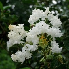 Tüplü Beyaz Çiçekli Lagerstroemia İndica Oya Ağacı