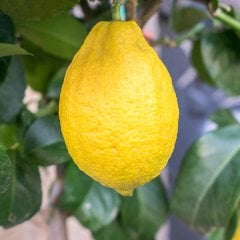 Tüplü Çok Verimli Eureka Limon Fidanı