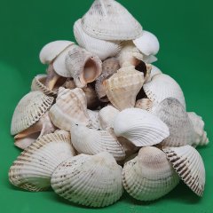 Doğal Dekoratif Deniz Kabuğu-250 Gram
