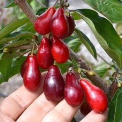 Tüplü Özel Üretim İri Meyveli Kızılcık Fidanı-6 Adet