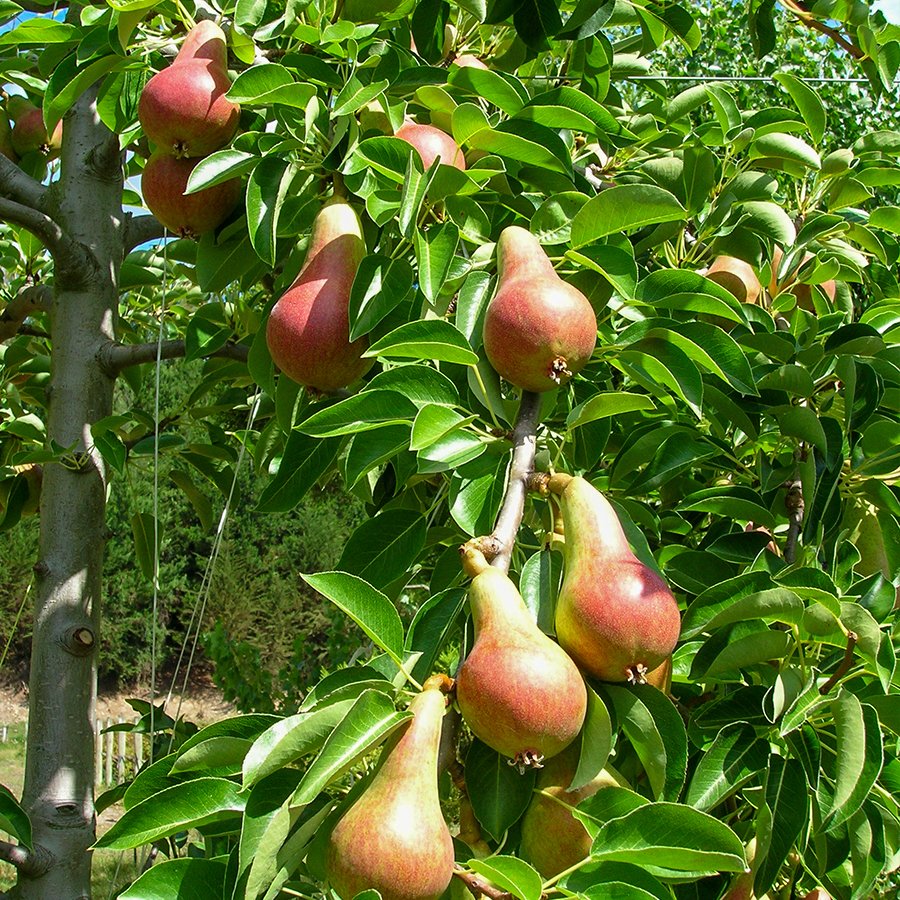 Tüplü Lezzetli Carnem Armut Fidanı