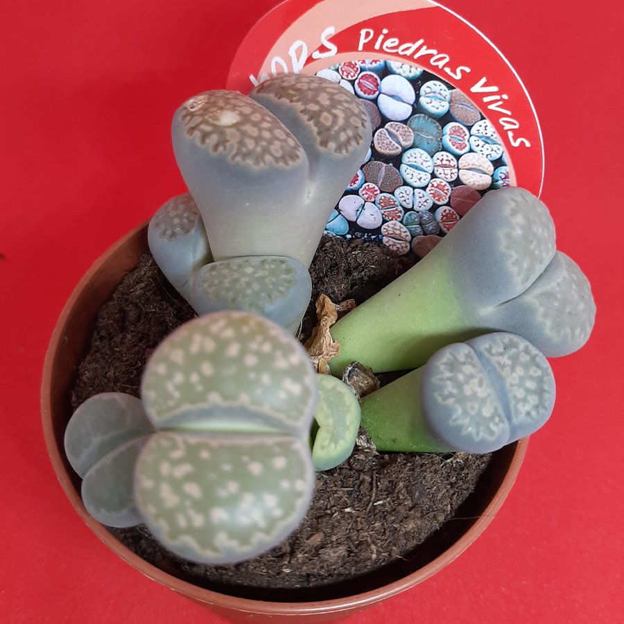 Yaşayan Taşlar Lithops Piedras Vivas Kaktüs-12 Cm Saksıda