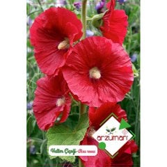 Karışık Gül Hatmi Hatim Çiçeği Tohumu-50 Adet