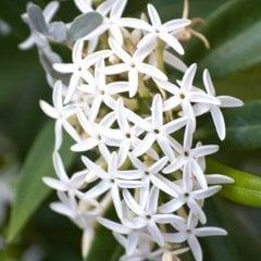 Tüplü Beyaz Çiçekli Enfes Kokulu Yasemin Fidanı