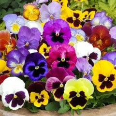 Karışık Renklerde Hercai Menekşe Çiçeği Tohumu-100 Adet
