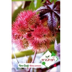 Hint Yağı Bitkisi Kene Çiçeği Tohumu-5 Adet