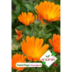 Aynı Sefa Portakal Nergisi Çiçeği Tohumu-30 Adet
