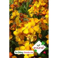 Dona Dayanıklı Sarı Şebboy Çiçeği Tohumu-100 Adet
