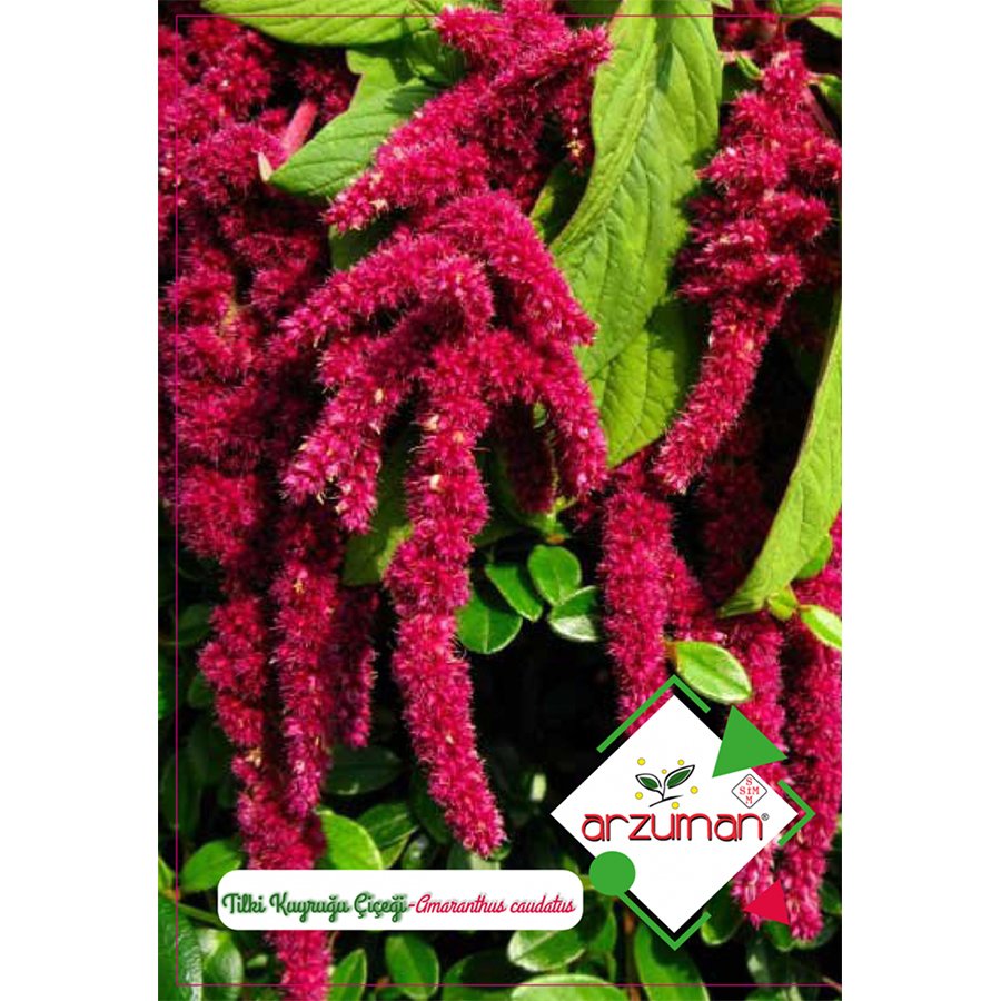 Tilki Kuyruğu (Amaranthus) Çiçeği Tohumu-100 Adet