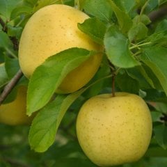 Büyük Saksıda Meyve Verme Durumunda Golden Elması
