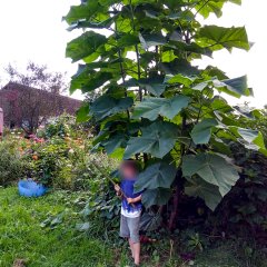 Özel Çeşit Beyaz Çiçekli Paulownia Fidanı