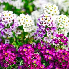 Karışık Kraliyet Halısı Alisyum Çiçeği Tohumu-30 Adet (Orjinal Paket)