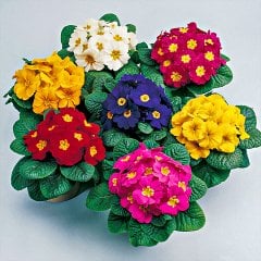 Karışık Çuha Mart Çiçeği Tohumu-30 Adet (Orjinal Paket)