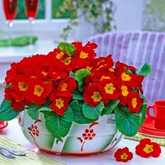 Kırmızı Çuha Mart Çiçeği Tohumu-30 Adet (Orjinal Paket)