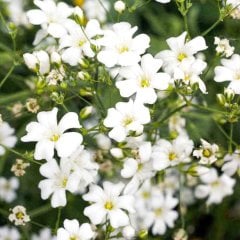 Beyaz Çöven Çiçeği Tohumu-40 Adet (Orjinal Paket)
