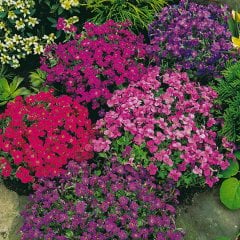 Karışık Renk Sarkıcı Tırmanıcı Obrizya Çiçeği Tohumu-40 Adet (Orjinal Paket)