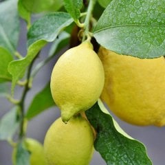 Tüplü Üzeri Meyveli Yediveren Limon Fidanı