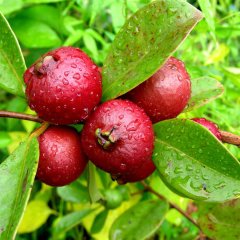 Saksıda Soğuklara Dayanıklı Çilek Guava Fidanı