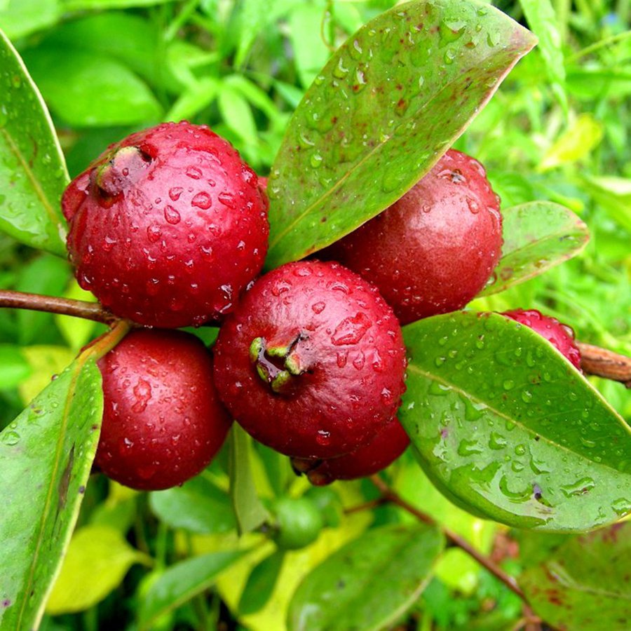 Saksıda Meyve Verme Yaşında Çilek Guava Fidanı