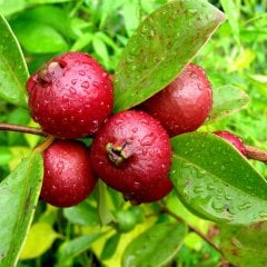 Saksıda Meyve Verme Yaşında Çilek Guava Fidanı