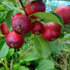 Saksıda Meyve Verme Yaşında Çilek Guava Fidanı