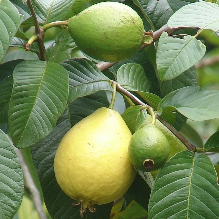 Saksıda Meyve Verme Durumunda Armut Guava Fidanı