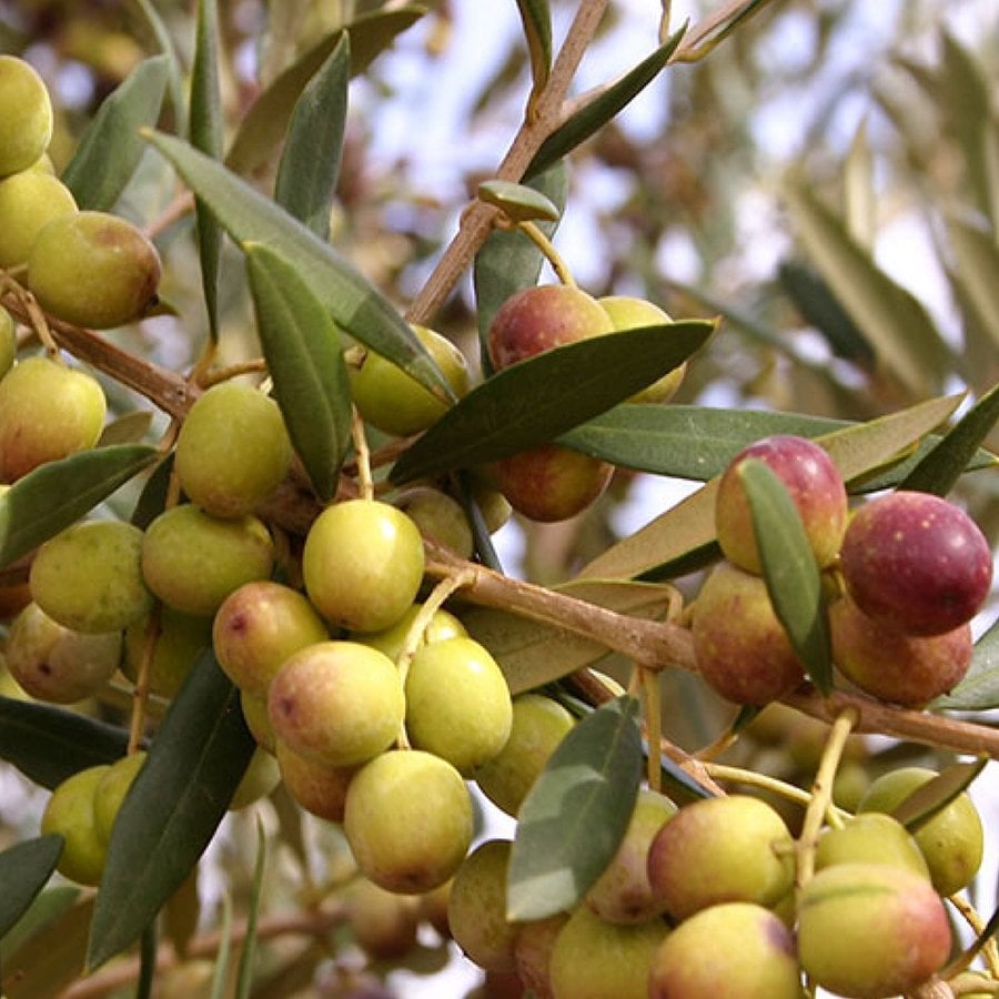 Tam Bodur Meyve Verme Durumunda Arbequina Zeytin Fidanı