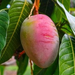 Saksıda Yetişebilen Mango Fidanı