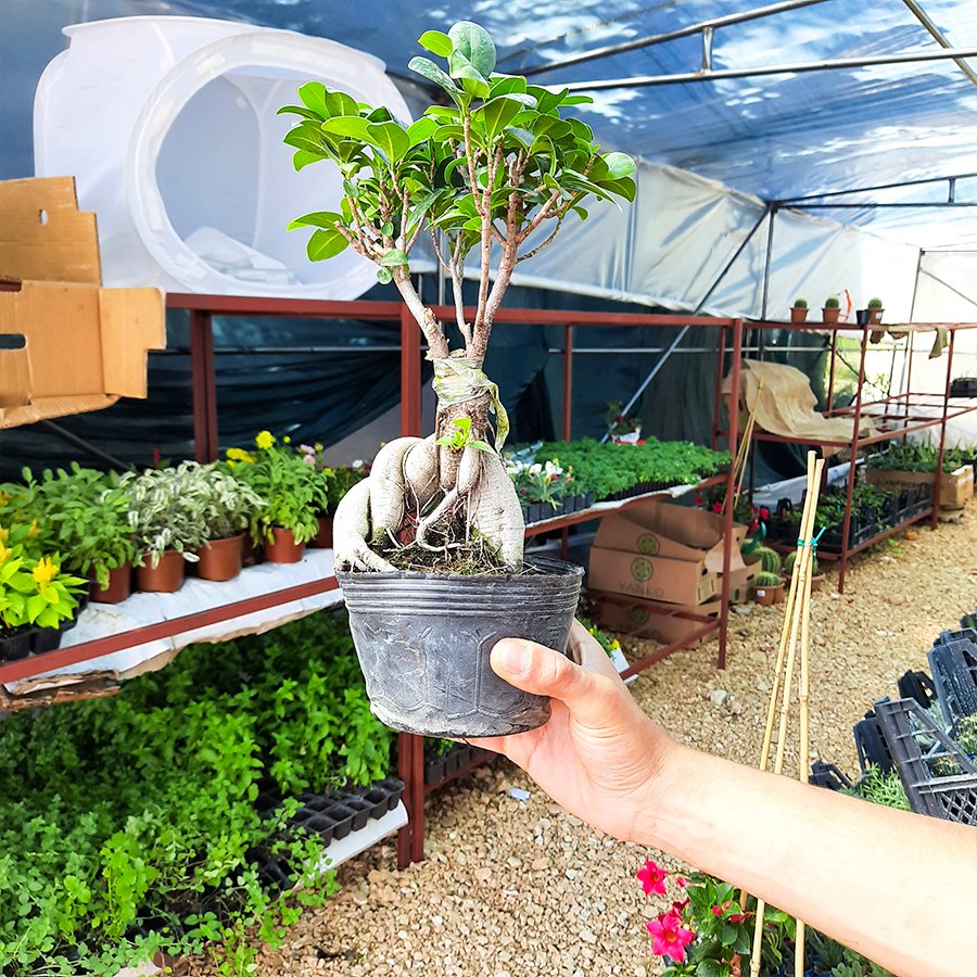 Ficus Microcarpa Ginseng Bonsai