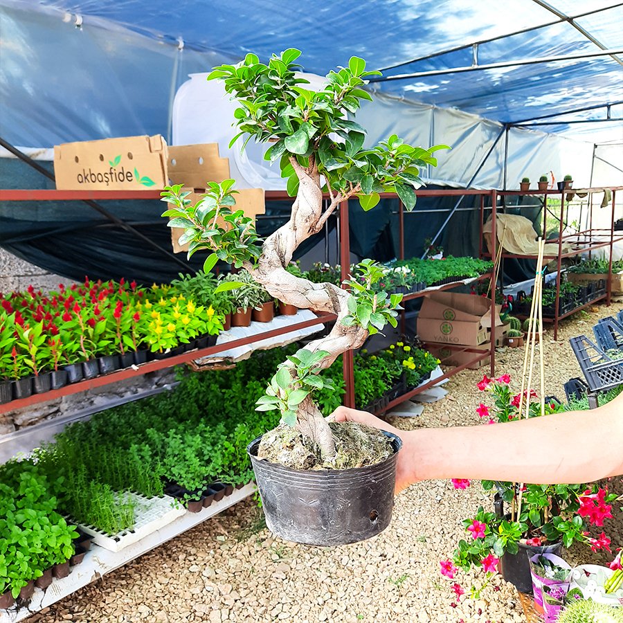 Hediyelik Ficus S Bonsai