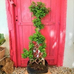 Örgülü Ficus Bonsai 90-100 cm