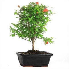 Punica Granatum Cüce Süs Narı Bonsai