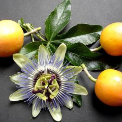 Saksıda Passiflora Caerulea (Çarkıfelek) Fidanı