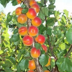 Büyük Saksıda Meyve Verme Durumunda Erkenci Kayısı Ağacı