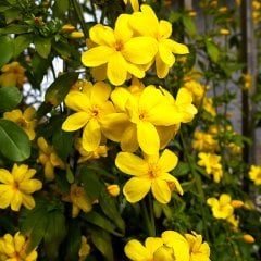 Tüplü Jasmine Yellow Sarı Yasemin Fidanı