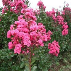 Tüplü Pembe Çiçekli Oya Ağacı Fidanı Lagertroemia İndica