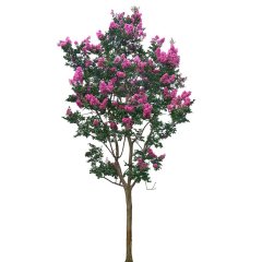 Tüplü Pembe Çiçekli Oya Ağacı Fidanı Lagertroemia İndica