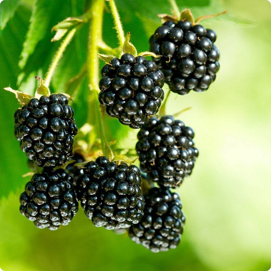 Tüplü Lezzetli Bonsenberry Böğürtlen Fidanı