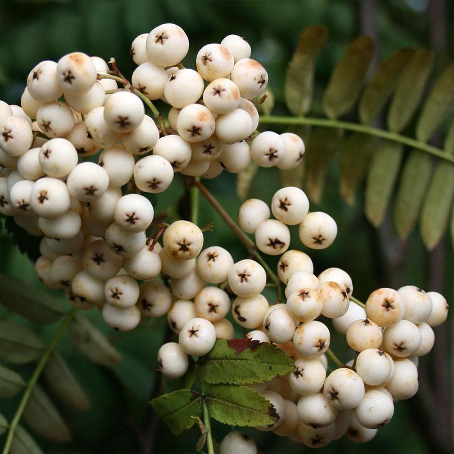 Tüplü Ak Üvez (Sorbus Aria) Ağacı Fidanı