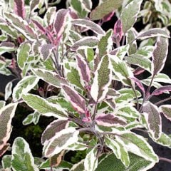 Salvia Officinalis Hexenmantel Üç Renkli Adaçayı Fidesi-3 Adet