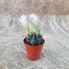 Gymnocalycium Baldianum Beyaz Çiçekli Açan Kaktüs