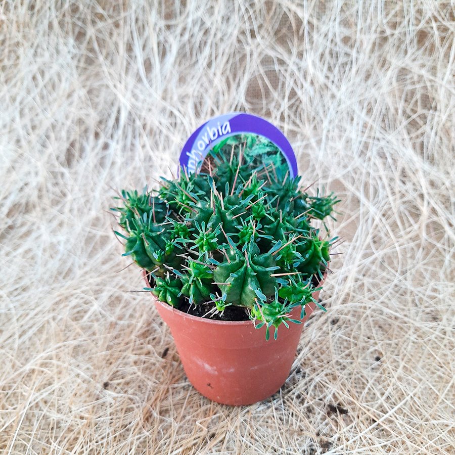 İthal Euphorbia Pulvinata Kaktüs-12 Cm Saksıda