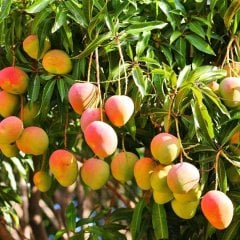 Saksıda Yetişebilen Mango Fidanı 10 Adet