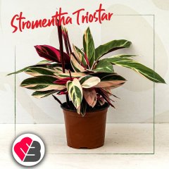 Saksıda Kalatya Stromanthe Triostar çiçeği