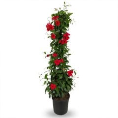 Büyük Saksıda Sarılıcı Tırmanıcı Kırmızı Mandevilla Çiçeği